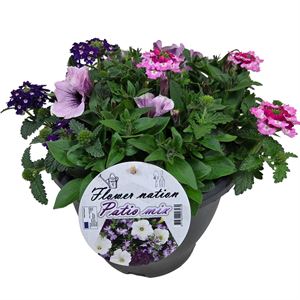 Afbeelding van TP26 Mix 12